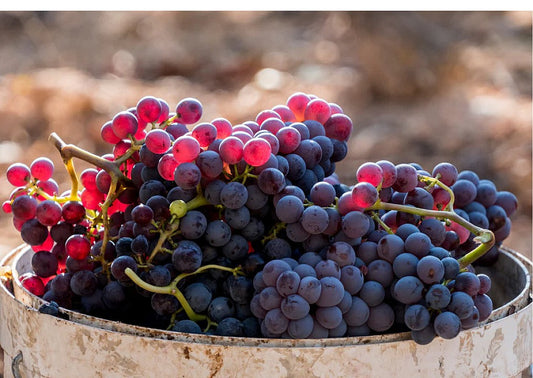 Grenache világnapja, a mediterrán fajta ezer arca