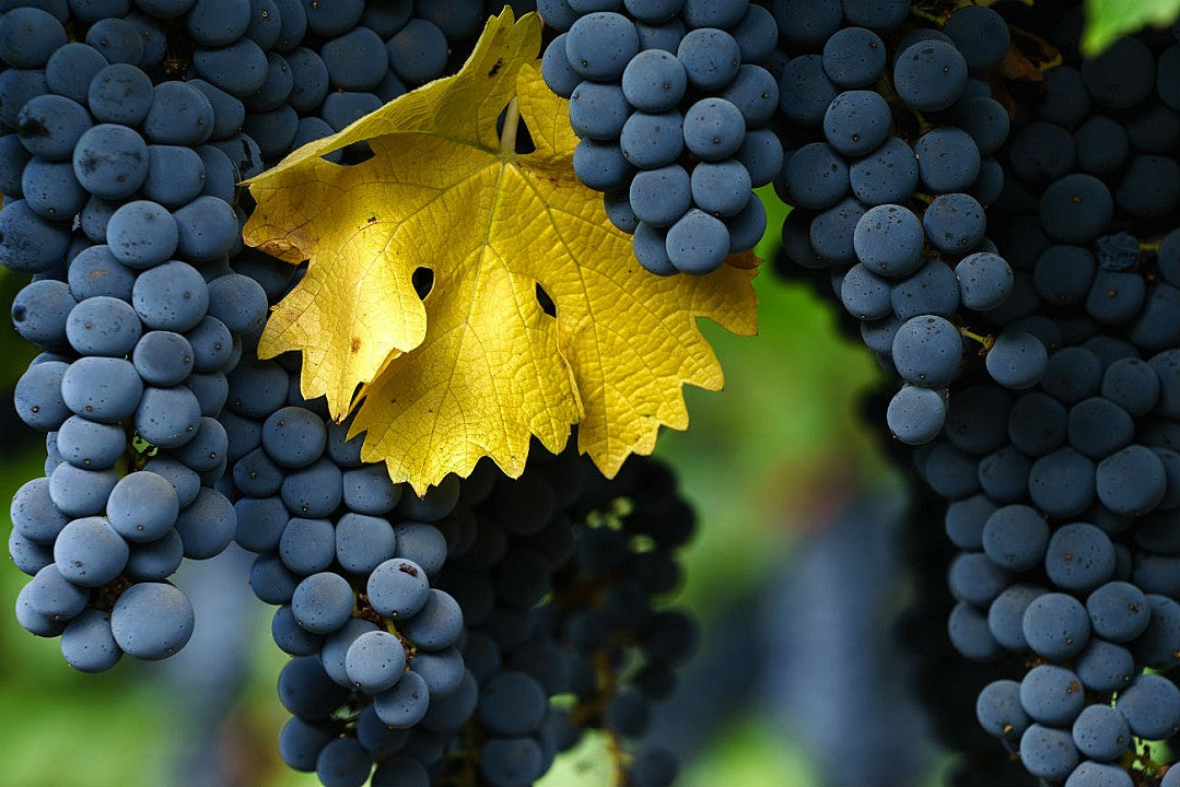 Cabernet Sauvignon – A vörösborok világsztárja