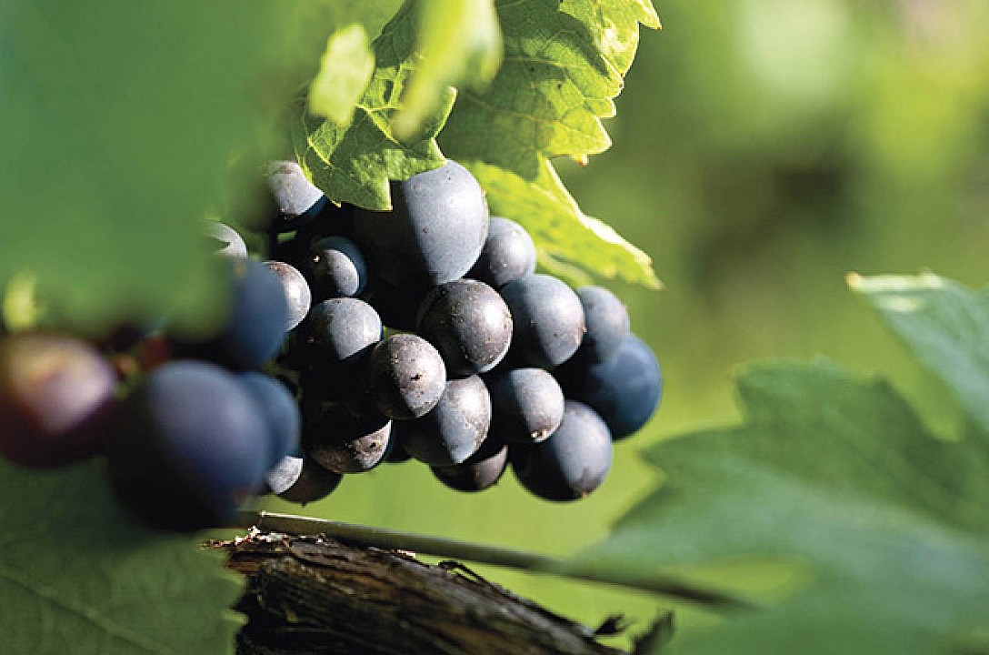 A Pinot Noir nemzetközi ünnepe